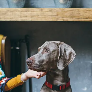 caring-for-your-senior-dog