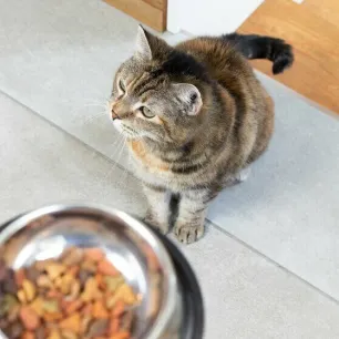 feeding-your-indoor-cat