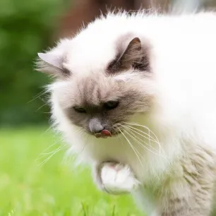 cat-hairballs