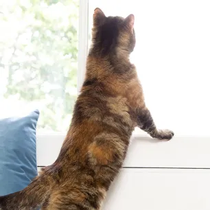 indoor-cats