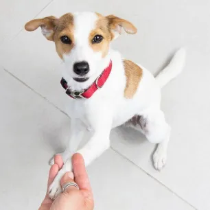 dogs-basic-commands