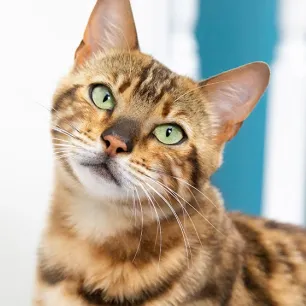 cats-whiskers