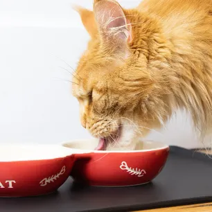 what-do-cats-eat