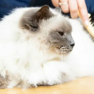 hair-loss-in-cats