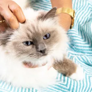 diabetes-in-cats