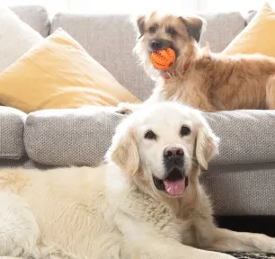 copraphagia-in-dogs