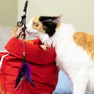 cats-catnip