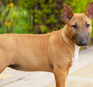 sensitive-skin-dogs