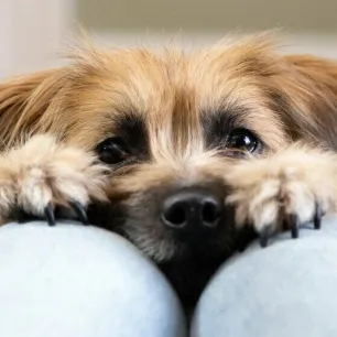 tiny-dog-breeds