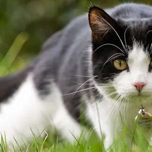 bodylanguage cats