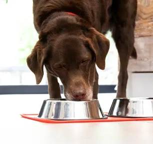 feeding-pregnant-dog