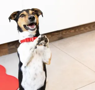 harmful-dog-foods