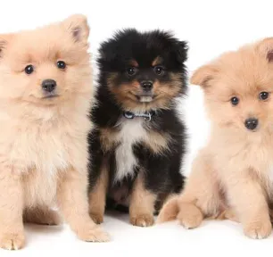 take-care-new-puppies