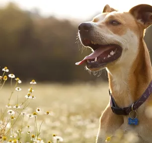 dog allergies
