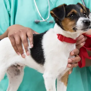 Puppy Vaccinations