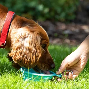 dog-nutrition-guide