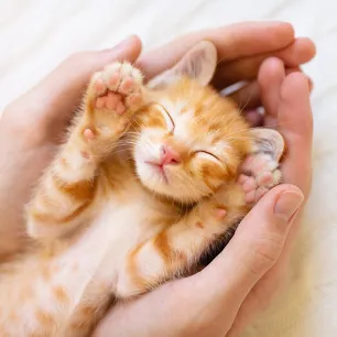 มือใหม่เตรียมพร้อม รับเลี้ยงลูกแมวตัวแรก