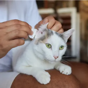 ทำความสะอาดหูน้องแมว