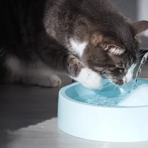 Cat Avoided Drinking Water