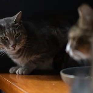 Cat Body Language Guidelines