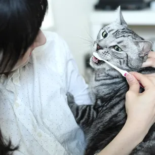 Cats Bad Breath