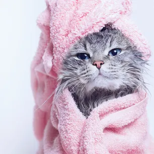 Cats Baths