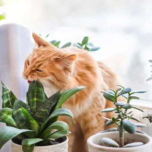 Cats Biting