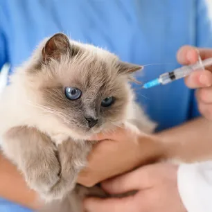Cats Vaccination