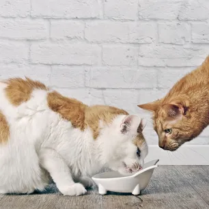 Choosing Cats' Food