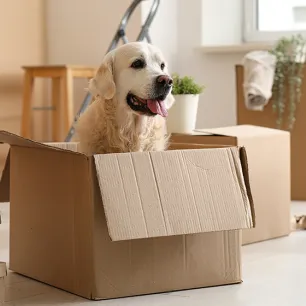 Dogs New House