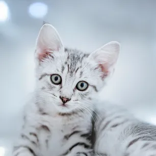 Eyes Problems in Cats