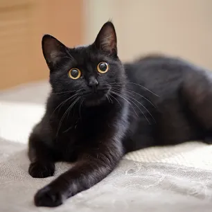 Facts About Cats