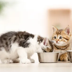Feeding Cats and Kittens