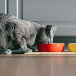 Healthy Cats