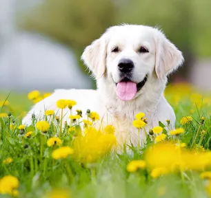 Healthy Dogs