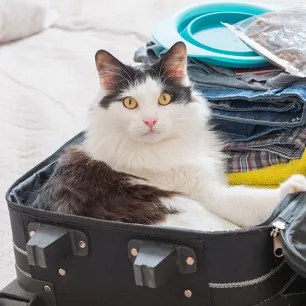 Holiday Place with Cats