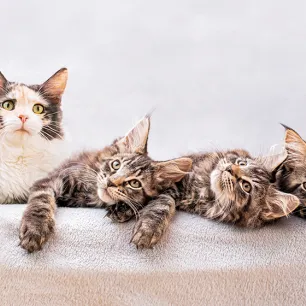 Kitten Behavior Development