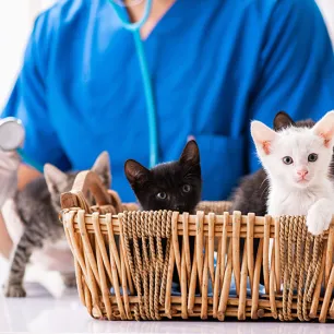 Kittens Diseases