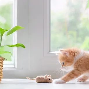 Kittens Healthy Care Tips