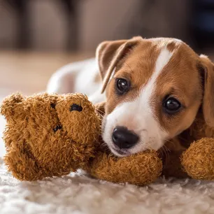 New Puppy Essentials.png