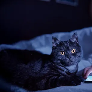 Night Active Cats