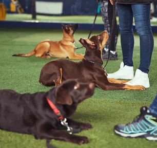Obedience Training for Dogs