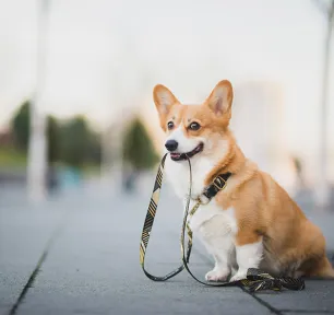 Protecting Dogs