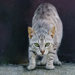 Rabies in Cats
