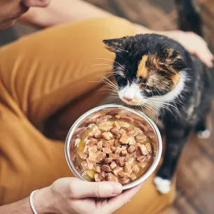 Refusing Cats Feeding Guide