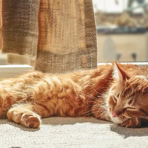 Skin Problems in Cats