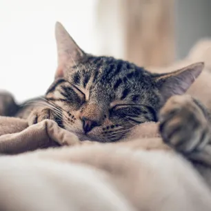 Sleep Habits