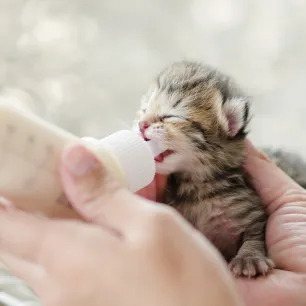 Take Care of an Orphaned Kitten