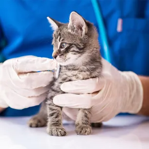 Top 3 Cats Diseases in Summer