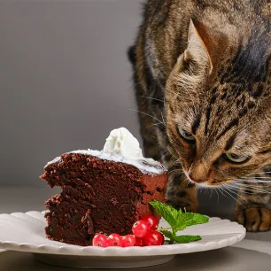 Toxic Food for Cats